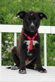 Rescue Labrador Retriever and Shepherd Dogs for Adoption in Savage, Minnesota - Luxury Car Litter - Maserati | PetCurious