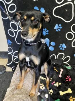 Mixed Breed Dogs Available for Adoption in Washington Court House, Ohio - Spike | PetCurious