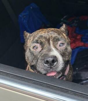 American Staffordshire Terrier Dogs Available for Adoption in San Antonio, Texas - CRYSANTHEMUM | PetCurious