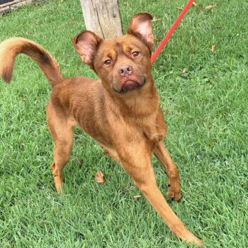 Scott -  Mixed Breed Dog for Adoption in Warrensburg, Missouri - Scott | PetCurious