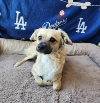 Neto - Bonded Pair -  Tibetan Spaniel Dog for Adoption in Los Angeles, California - Neto - Bonded Pair | PetCurious