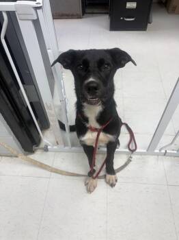STELLA -  Labrador Retriever and Mixed Breed Dog for Adoption in Chester, South Carolina - STELLA | PetCurious