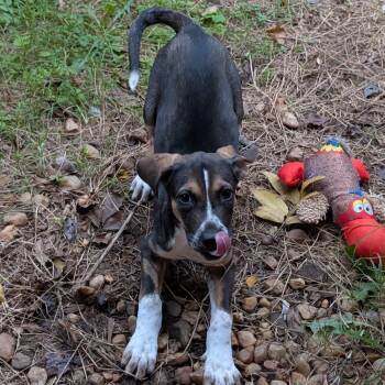 Rescue Mixed Breed Dogs for Adoption in Fredericksburg, Virginia - Mo-Mo | PetCurious