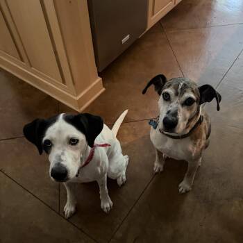Misty -  Dalmatian and Catahoula Leopard Dog Dog for Adoption in New Orleans, Louisiana - Misty | PetCurious