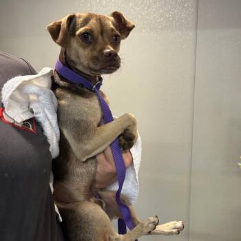 Noodle - City of Industry Location -  Miniature Pinscher and Pug Dog for Adoption in Chino Hills, California - Noodle - City Of Industry Location | PetCurious