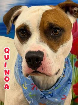 Quinoa -  Mixed Breed Dog for Adoption in Flint, Michigan - Quinoa | PetCurious