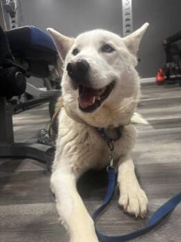 OSO -  Siberian Husky Dog for Adoption in Hagerstown, Maryland - OSO | PetCurious