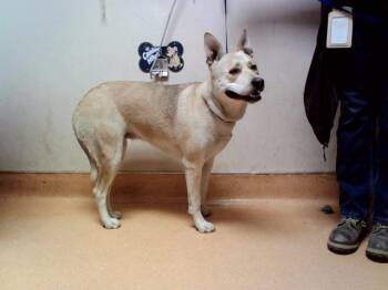 COFFEE -  Pit Bull Terrier and Siberian Husky Dog for Adoption in Martinez, California - COFFEE | PetCurious