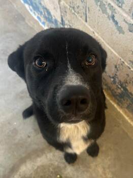Lobo 2 -  Border Collie and Mixed Breed Dog for Adoption in Lockhart, Texas - Lobo 2 | PetCurious