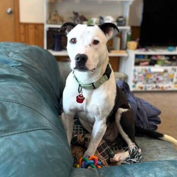 Pit Bull Terrier and Australian Shepherd Dogs Available for Adoption - Bowie | PetCurious