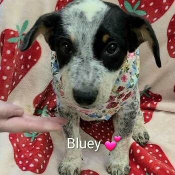 Bluey -  Australian Cattle Dog Blue Heeler Dog for Adoption in Enterprise, Alabama - Bluey | PetCurious