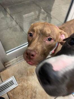 Brandie -  Mixed Breed Dog for Adoption in Cincinnati, Ohio - Brandie | PetCurious