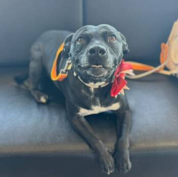 Rescue Staffordshire Bull Terrier Dogs for Adoption in Sadler, Texas - Maggie Mae | PetCurious