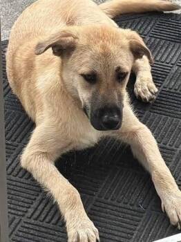 River -  Shepherd Dog for Adoption in Elizabethton, Tennessee - River | PetCurious
