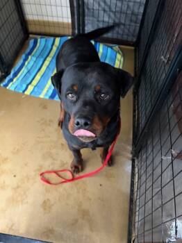 Rottweiler and Mixed Breed Dogs Available for Adoption in Riverside, California - NATHAN | PetCurious