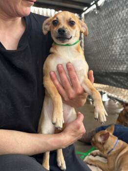 Chihuahua and Pug Dogs Available for Adoption in Peru, New York - Mako | PetCurious