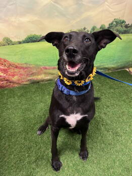 Rescue Labrador Retriever and Border Collie Dogs for Adoption in Euless, Texas - Fia | PetCurious