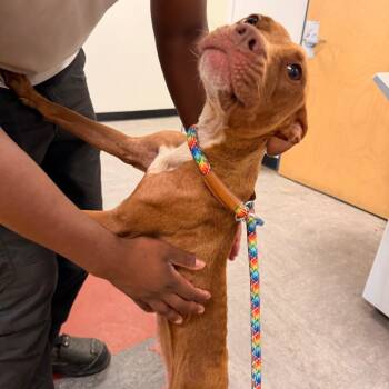 Harmony -  Mixed Breed Dog for Adoption in Philadelphia, Pennsylvania - Harmony | PetCurious