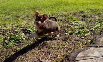 Chihuahua Dogs Available for Adoption - Snickers  | PetCurious