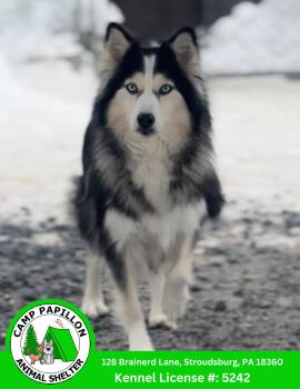 Pomeranian and Husky Dogs Available for Adoption - Selene | PetCurious
