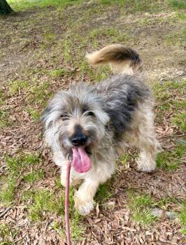 Wheaten Terrier Dogs Available for Adoption in Pittsboro, North Carolina - Happy | PetCurious