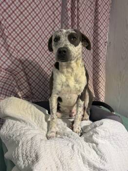 Rescue Catahoula Leopard Dog Dogs for Adoption in Opelousas, Louisiana - Buddy. ("Batman") | PetCurious