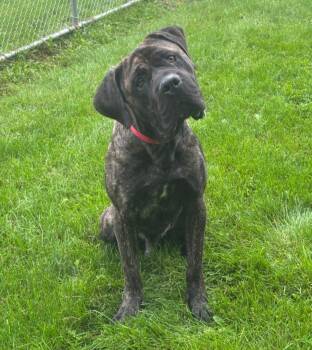 Leviticus -  Mastiff Dog for Adoption in Viroqua, Wisconsin - Leviticus | PetCurious