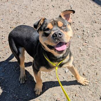 Courage -  Mixed Breed Dog for Adoption in Oakland, California - Courage | PetCurious