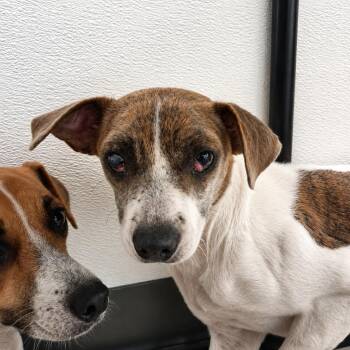 Giana -  Terrier Dog for Adoption in Gautier, Mississippi - Giana | PetCurious