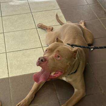Mixed Breed Dogs Available for Adoption in Columbus, Georgia - 05/14/2026-Stray-BrownAvenue | PetCurious