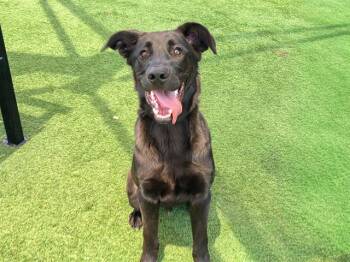 Belgian Shepherd Malinois and Labrador Retriever Dogs Available for Adoption in Tustin, California - STITCH | PetCurious
