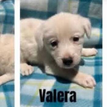 Valera -  Australian Shepherd and Mixed Breed Dog for Adoption - Valera | PetCurious