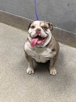 English Bulldog Dogs Available for Adoption - DIAMOND | PetCurious