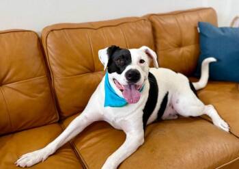 American Staffordshire Terrier and Pit Bull Terrier Dogs Available for Adoption in Friendswood, Texas - Pax Cutie Guy | PetCurious