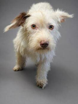 Lady Bonded w/ Lainey -  Terrier and Mixed Breed Dog for Adoption in Bowling Green, Kentucky - Lady Bonded W/ Lainey | PetCurious