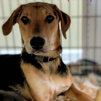 Rescue Beagle and Chocolate Labrador Retriever Dogs for Adoption in Rockville, Maryland - Mardi Gras | PetCurious