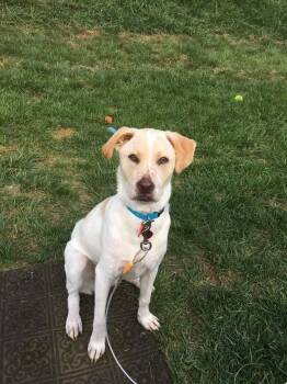 Labrador Retriever Dogs Available for Adoption in New York, New York - Boomer | PetCurious