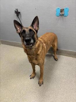 Rescue Belgian Shepherd Malinois Dogs for Adoption in Las Vegas, Nevada - DUKE | PetCurious