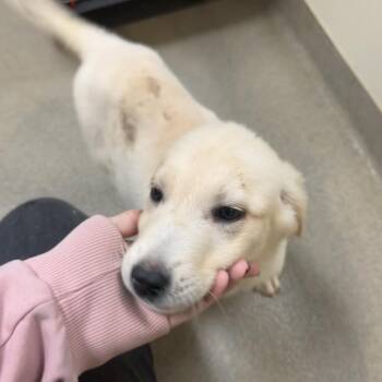 Snowmane -  Great Pyrenees and Mixed Breed Dog for Adoption in Lynchburg, Virginia - Snowmane | PetCurious