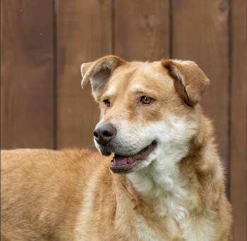 Husky Dogs Available for Adoption in Houston, Texas - Mantis | PetCurious
