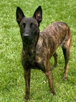 Dutch Shepherd and Mixed Breed Dogs Available for Adoption in Riverside, California - DEJA | PetCurious