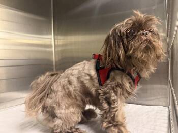 CHEWIE -  Shih Tzu Dog for Adoption in Doral, Florida - CHEWIE | PetCurious