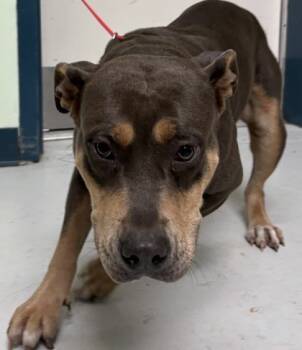 Rescue American Staffordshire Terrier and Mixed Breed Dogs for Adoption in Savannah, Georgia - Penny | PetCurious