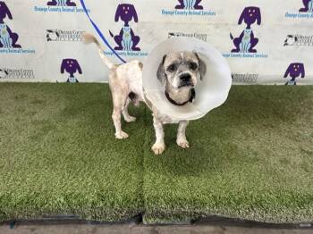 HENRY -  Shih Tzu Dog for Adoption in Orlando, Florida - HENRY | PetCurious