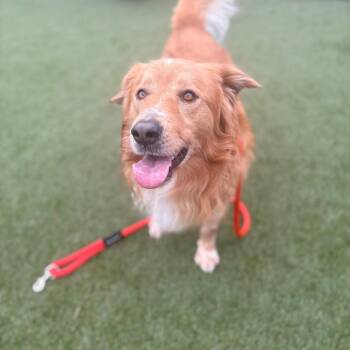 Kodak -  Golden Retriever and Mixed Breed Dog for Adoption in Philadelphia, Pennsylvania - Kodak | PetCurious