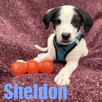 Sheldon -  Border Collie and Mixed Breed Dog for Adoption in Ellicott City, Maryland - Sheldon | PetCurious