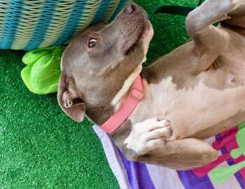 American Staffordshire Terrier Dogs Available for Adoption in Mico, Texas - Pawlina | PetCurious