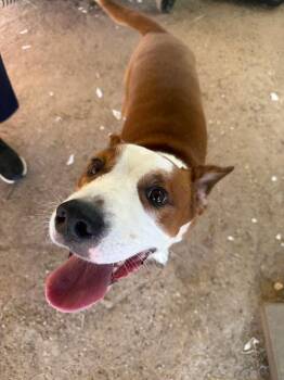 Rescue Mixed Breed Dogs for Adoption in Houston, Texas - Pluto | PetCurious