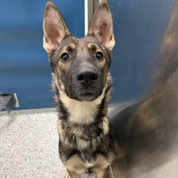 Miss Moo -  German Shepherd Dog and Mixed Breed Dog Available for Adoption in Clavet, Saskatchewan - Miss Moo | PetCurious