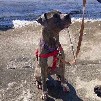 Pit Bull Terrier and Mixed Breed Dogs Available for Adoption - JAX | PetCurious